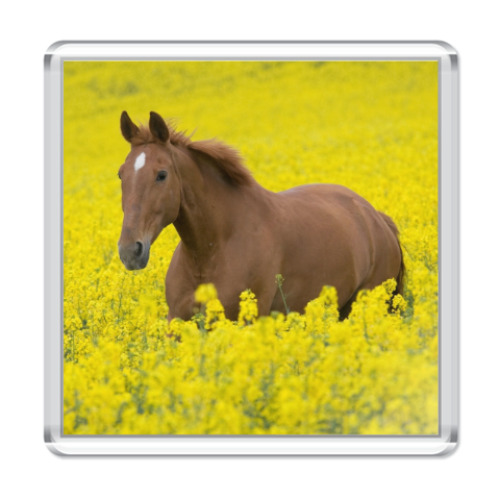 Магнит с принтом 'Лошадь'