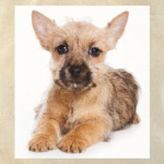 Самые милые щенки