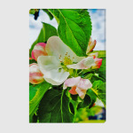 Весенний цветок