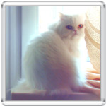  'Белый Перс '