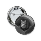 кот в коробке