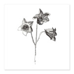 Колокольчик