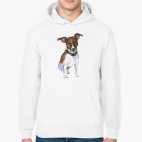 Джек рассел терьер