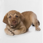 Щенки,щенята и собаки