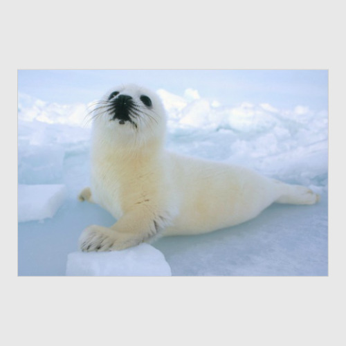 Постер с принтом Морской котик