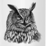 Совы. Совушки. Owl. Owls.