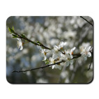 яблоневый цвет