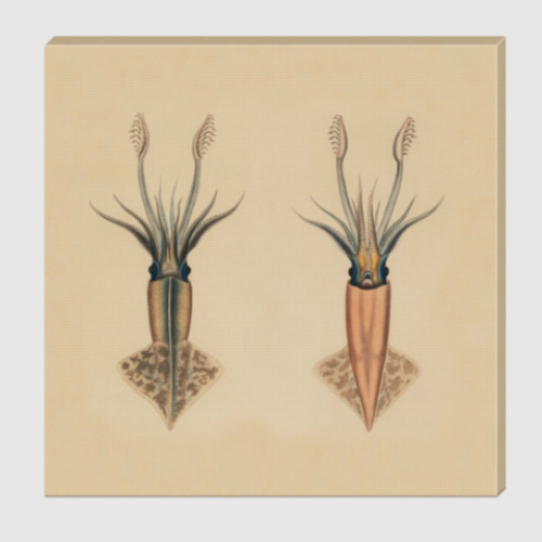 Холст с принтом Кальмары