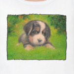  Bern puppy